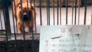 zoo_txina_foto610x342