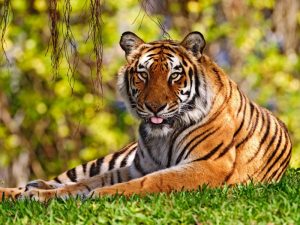 Tigre Bengala_800