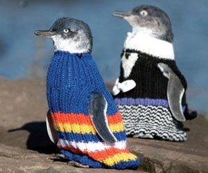 New-Zealand-Penguins-4
