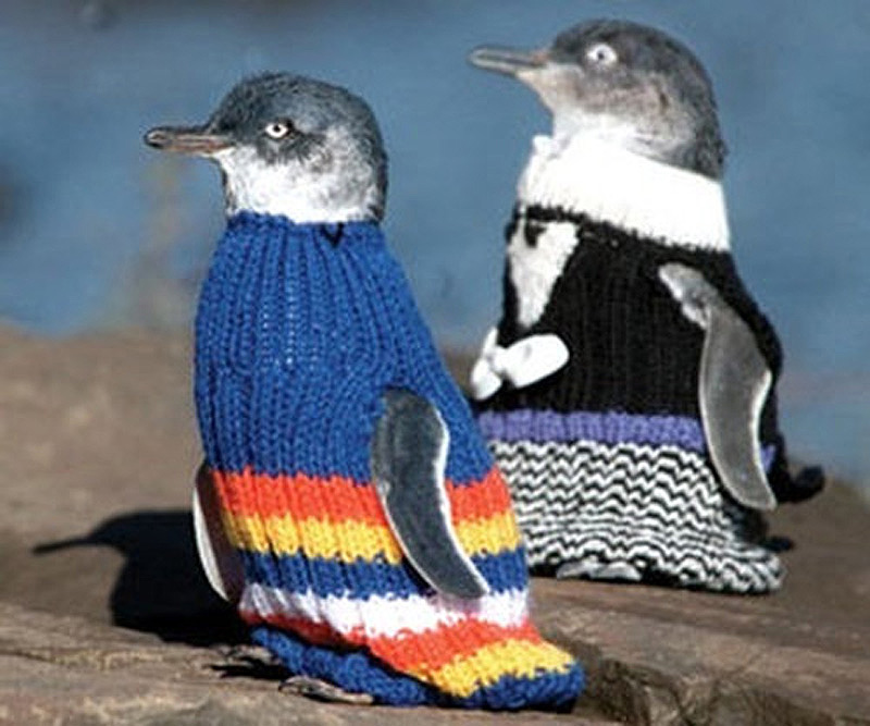Diseñan suéteres especiales para pingüinos — RadioActiva 92.5
