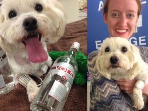 perro-vodka-672xXx80