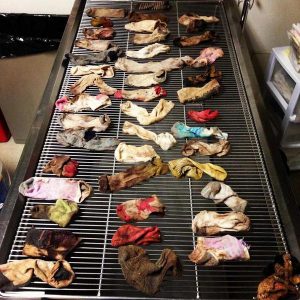 Oregon dog eats 43 socks, vets remove every single one