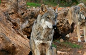lobos europeos2