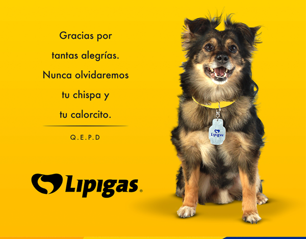 perro-lipigas1
