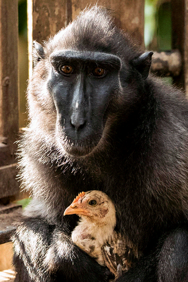 Conoce la tierna historia de una mona y su “hijo” pollo que enternece ...
