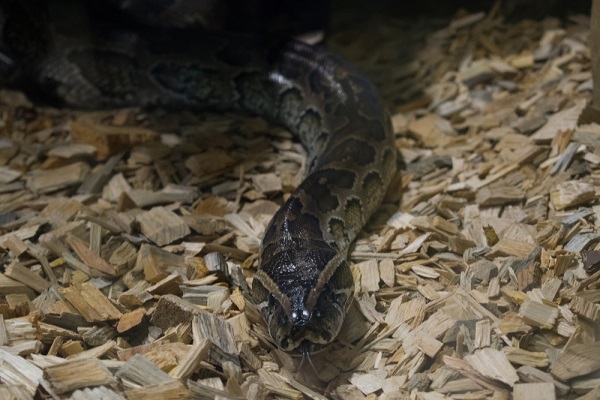 piton shutter portada