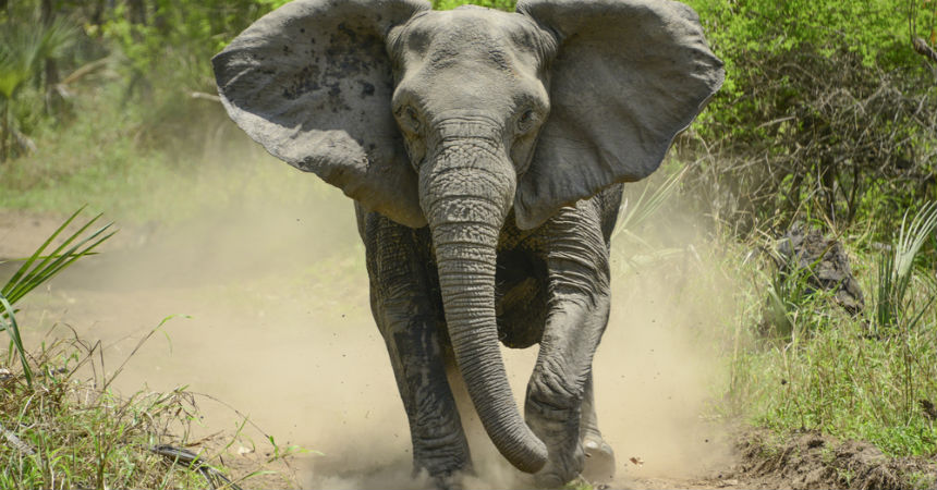 Cazador murió tras ser atacado por un elefante y luego fue devorado —  RadioActiva 