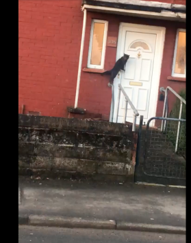 Video de gato tocando la puerta de una casa causa furor en redes