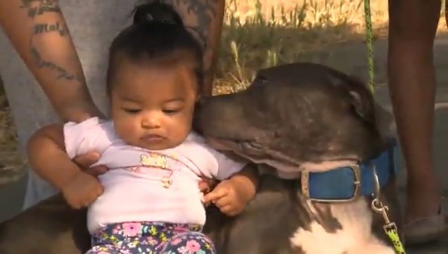 pitbull y bebé