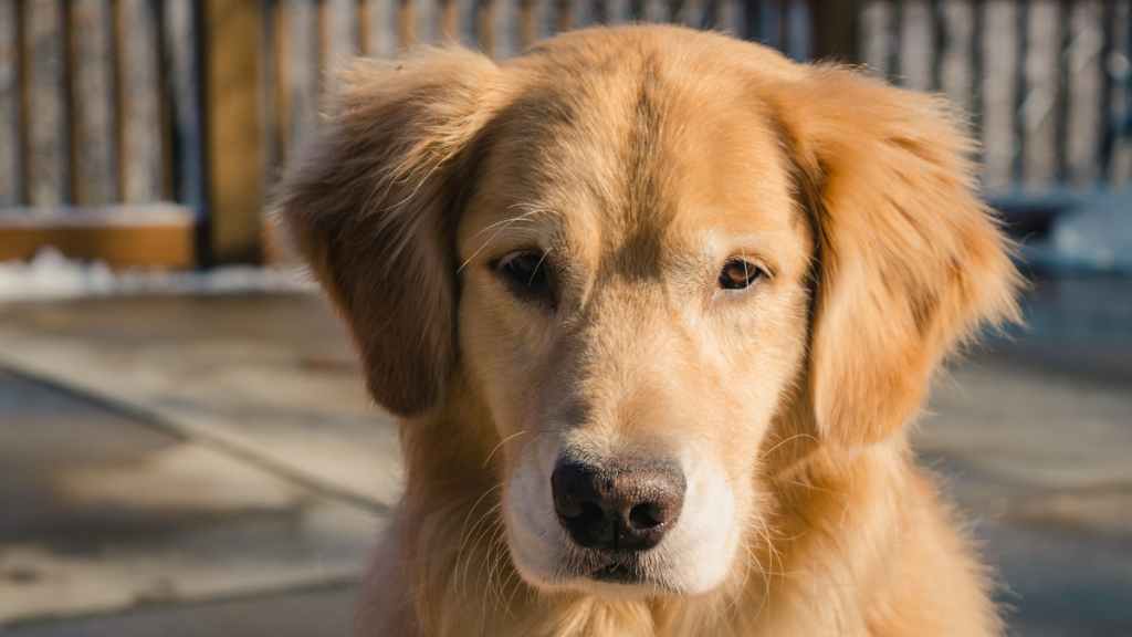 Perro Roba Microfono En Vivo
