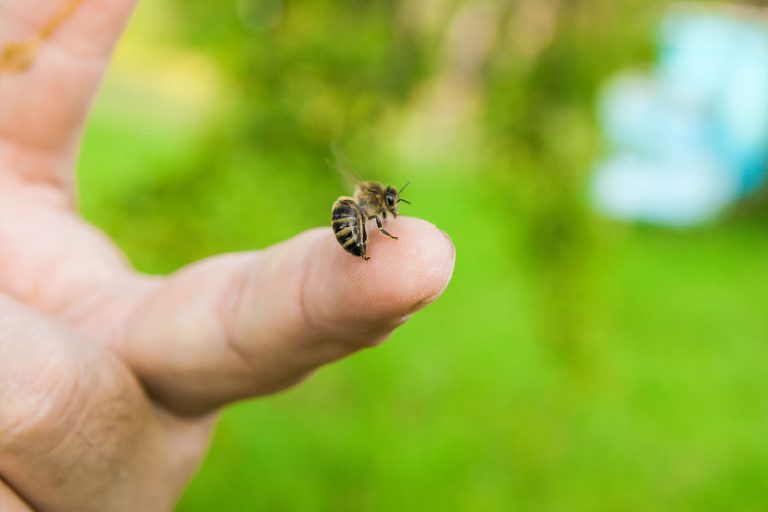 Abeja Picadura