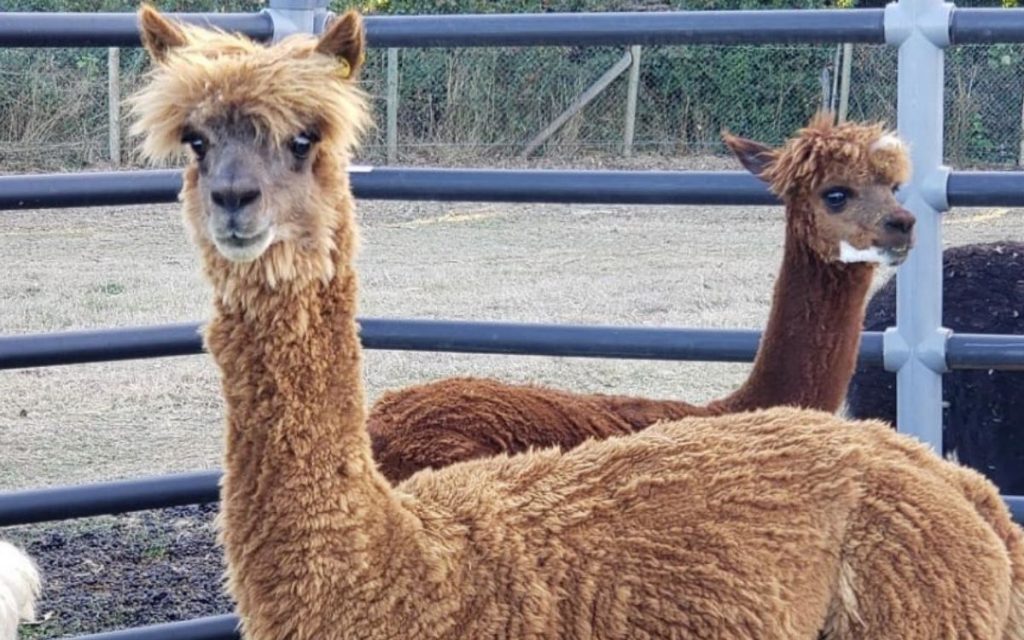 Alpaca Buddha
