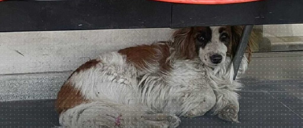 Perrita Estación Central