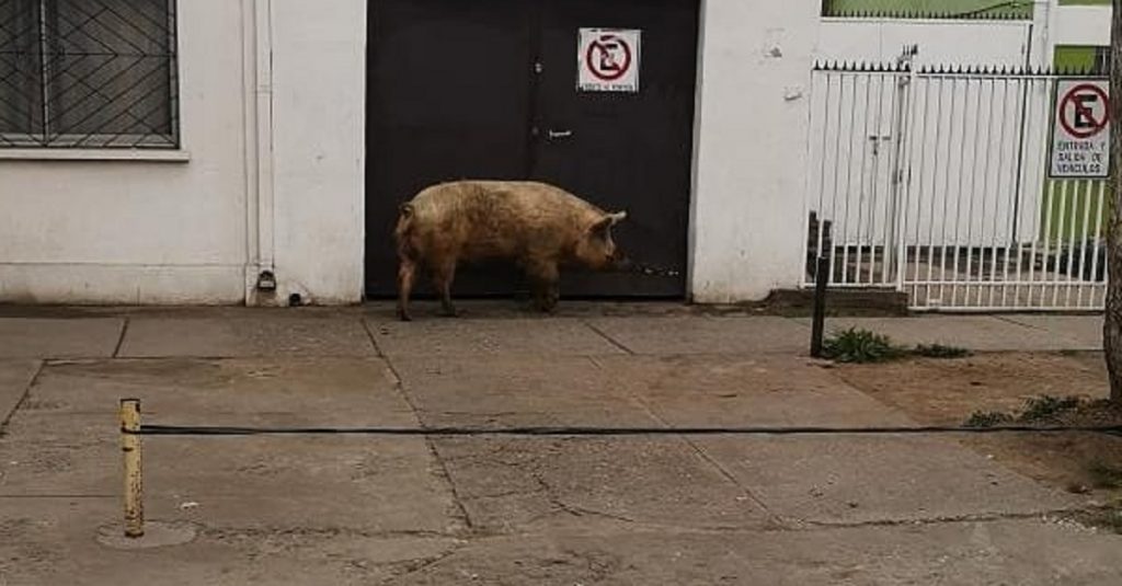 Chanchito Viral Estación Central