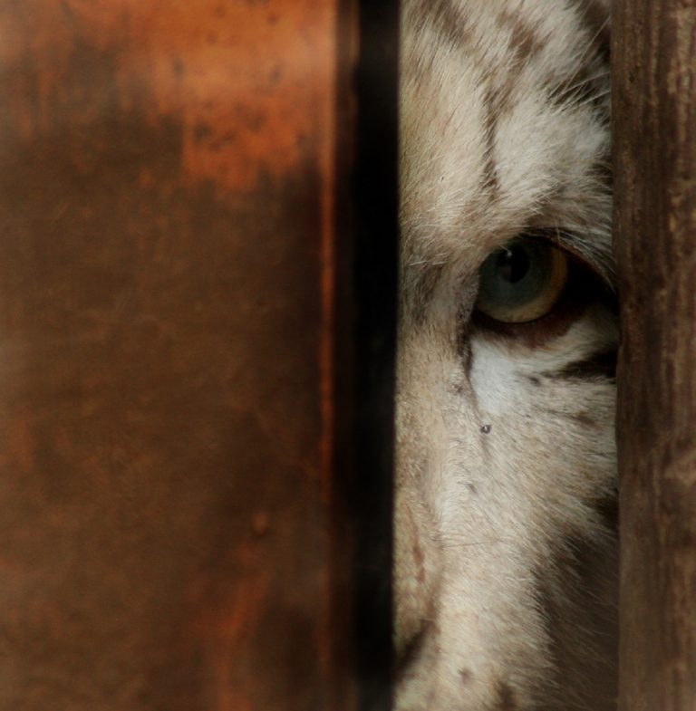 Impactante: Tigre mató a su cuidadora en Parque Safari de Rancagua