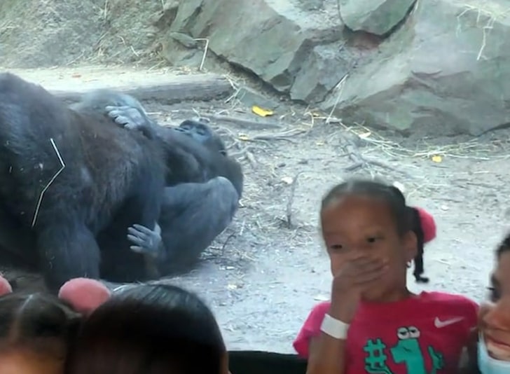 Gorilas Sexo Oral