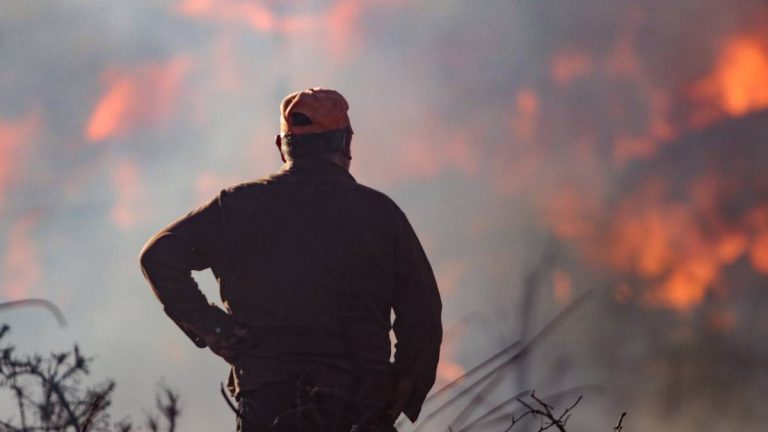Tragedia en Castro: más de 140 casas fueron consumidas en incendio forestal
