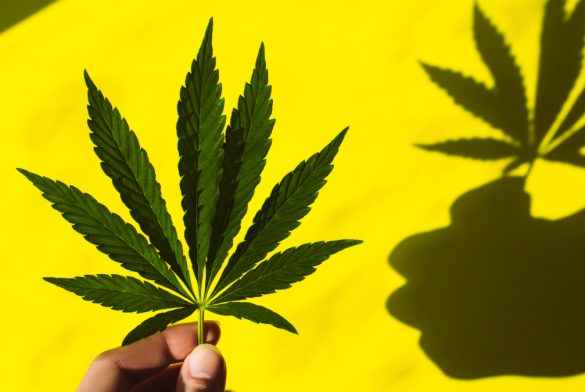 Cannabis vs. COVID