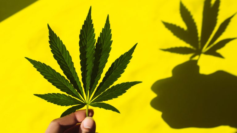 Cannabis vs. COVID