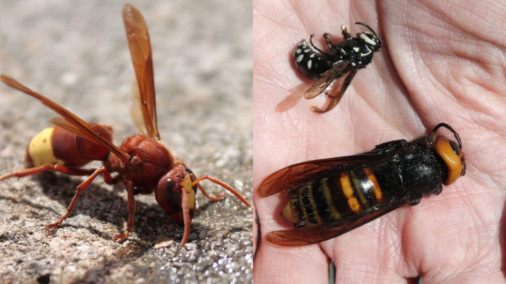 Avispón Oriental en Chile