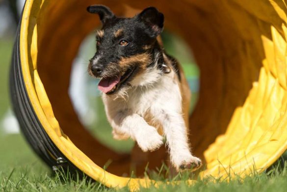 Purina Pro Plan Challenge Cup