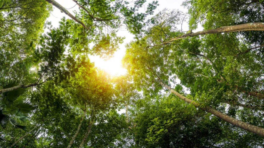 Día Del Medio Ambiente