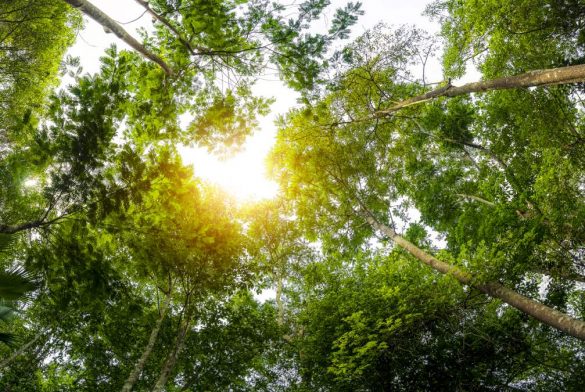 Día Del Medio Ambiente