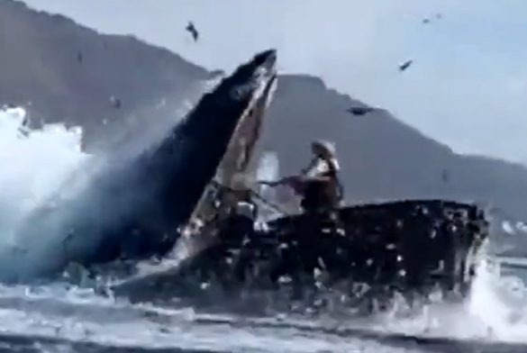 Ballena Se Traga A Dos Chiquillas