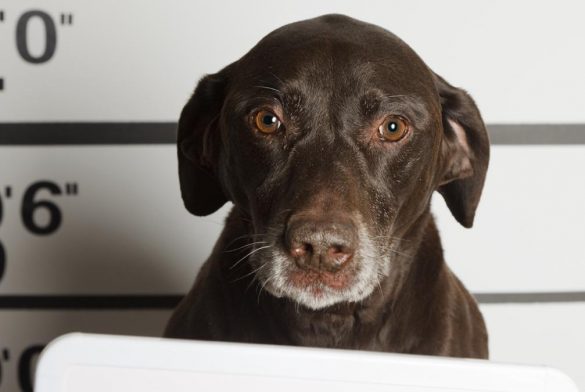 Perro Detenido