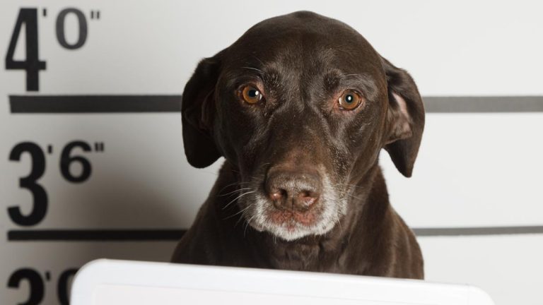 Perro Detenido