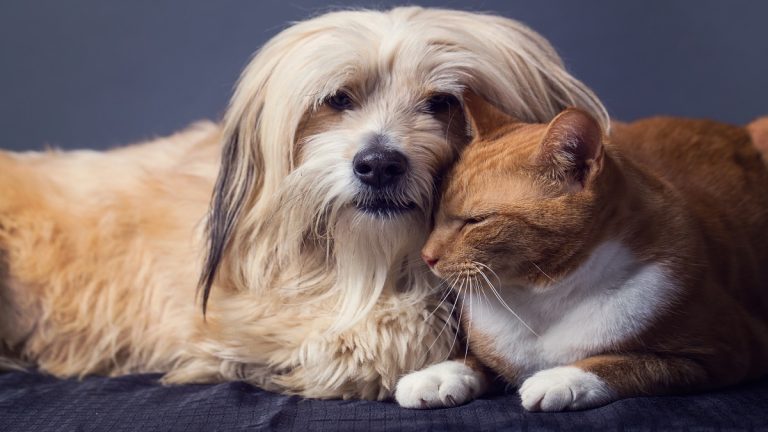 Cat And Dog In Studio