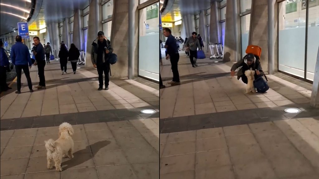 Perrita En Concepción