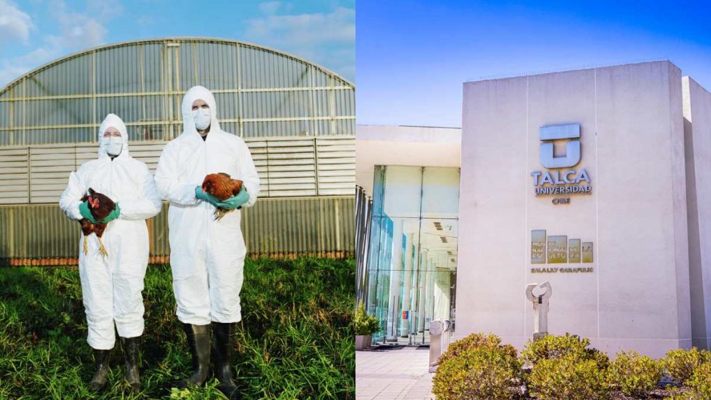 Universidad De Talca Cerró Sus Puertas Ante Posible Caso De Gripe Aviar