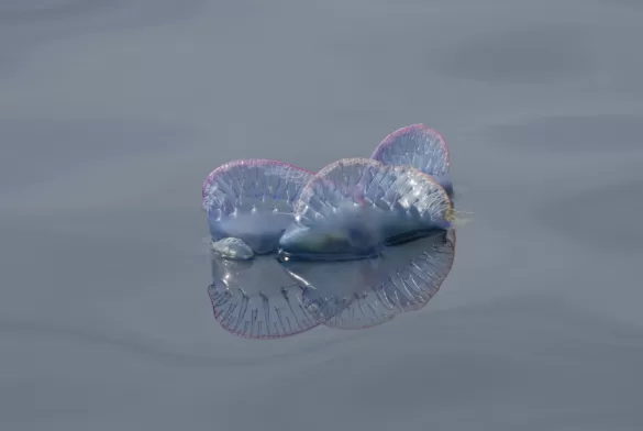 Fragata Francesa Que Hacer Picadura