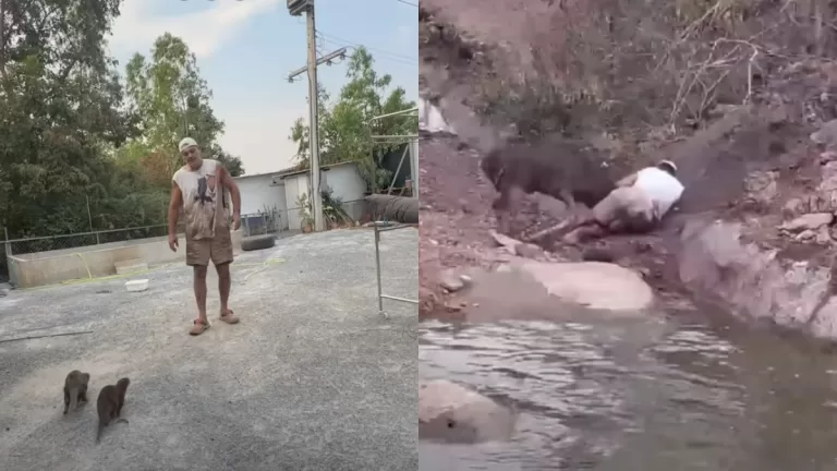 Frank Cuesta Video (1)