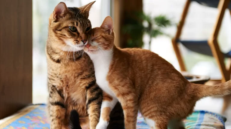 Día Del Gato, Por Qué Se Celebra