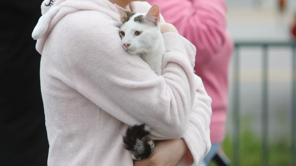 Fundación Gatitos Chilenos