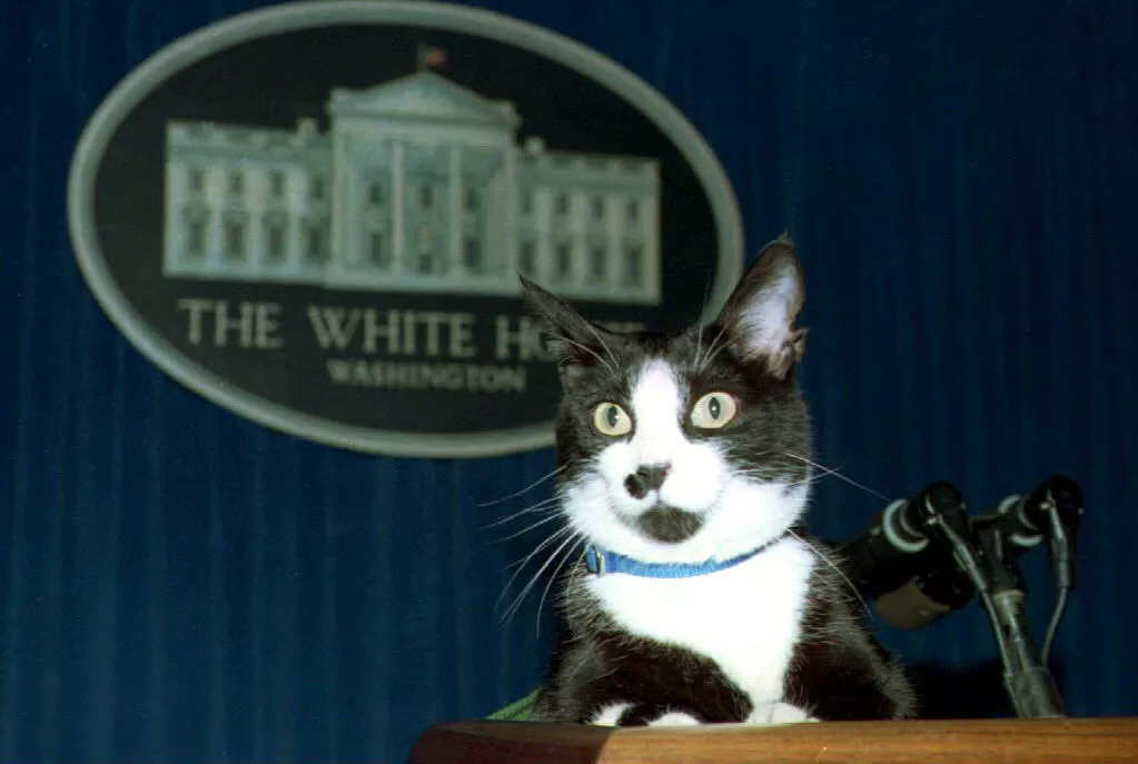 US SOCKS THE CAT WHITE HOUSE