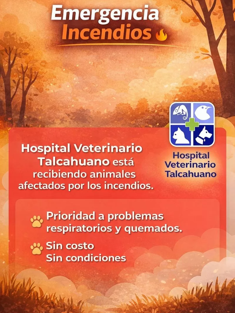 Hospitalveterinariotalcahuano_619413011_18315634447266852_3581338618956019971_n (1)