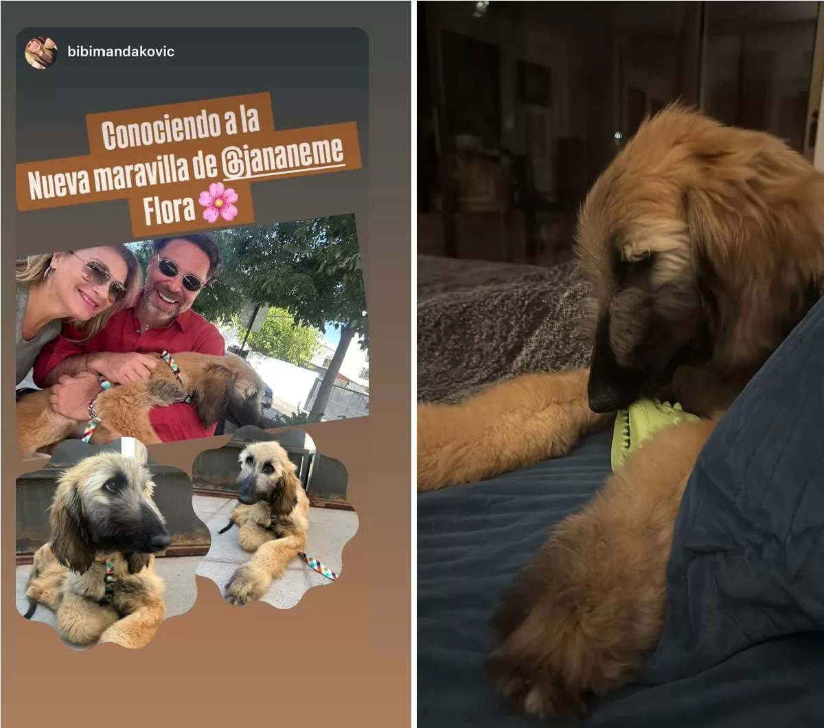 _Flora_ La Nueva Perrita De José Antonio Neme