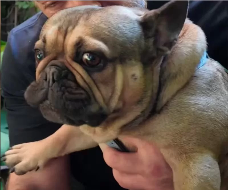 Frodo, El Perrito De José Antonio Neme