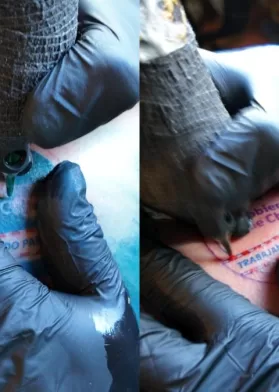 Tatuaje Gobierno Kast