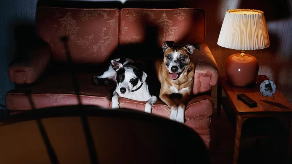 Canal De TV Para Perros