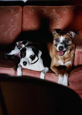 Canal De TV Para Perros